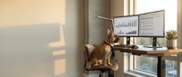 Orange tabby cat sitting on office chair at desk with computer monitors displaying business charts and graphs in modern workspace with natural sunlight.