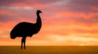 Emu bird silhouette against dramatic orange sunset sky in Australian outback landscape for wildlife and nature photography projects.