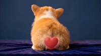 Adorable orange corgi puppy sitting with back turned showing fluffy fur and small red heart shape on bottom against dark blue background for Valentine's Day.