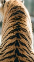 Close-up view of tiger fur showing distinctive orange and black striped pattern with natural texture and markings for wildlife and nature projects.