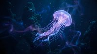 Translucent jellyfish floating gracefully through deep ocean waters with ethereal blue and purple lighting creating mystical underwater atmosphere for marine biology.