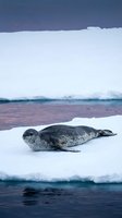 Leopard seal resting on ice floe in polar waters during twilight hours with dramatic sky and open water channels for wildlife conservation content.