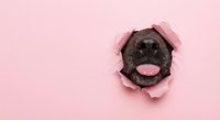 Cute dog nose peeking through torn pink paper hole with tongue out, playful pet portrait concept for greeting cards and social media posts.