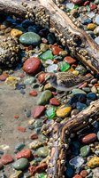 Small bird foraging among colorful beach stones and driftwood on sandy shore. Natural coastal wildlife scene with vibrant pebbles and weathered wood branches.