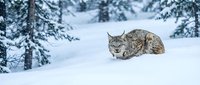 Wild lynx resting in deep snow among snow-covered coniferous trees in winter forest landscape showcasing wildlife survival and natural habitat adaptation.
