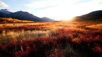 Dramatic mountain landscape at sunset with vibrant red autumn tundra and golden grass in foreground, majestic peaks silhouetted against glowing evening sky.