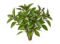 Isolated fresh basil herb bunch with green leaves and small purple flowers on white background, suitable for culinary and cooking design projects.