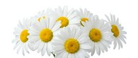 Fresh white daisy flowers with bright yellow centers isolated on transparent background for spring design projects and natural decoration elements.