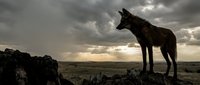 Lone wolf silhouette standing on rocky outcrop against dramatic stormy sky at sunset in wilderness landscape for nature and wildlife themes.