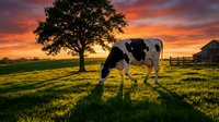 Holstein dairy cow grazing in pastoral meadow at golden sunset with oak tree and red barn creating serene agricultural landscape scene.