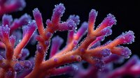 Vibrant pink and orange coral branches with delicate polyps against dark background, showcasing underwater marine life in macro detail.