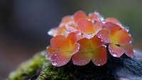 Delicate pink and yellow plumeria flowers with morning dew drops resting on dark stone, macro photography showing intricate details and natural water droplets.