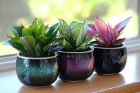 Small decorative houseplants in glossy ceramic pots arranged on windowsill, featuring green and pink foliage varieties in modern minimalist style.