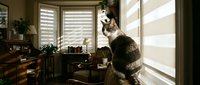 Tabby cat sitting by window with sunlight streaming through blinds in cozy home interior with plants and warm lighting creating peaceful domestic scene.