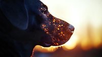 Dog silhouette at sunset with glowing orange bokeh effect, side profile of canine head against golden light background creating magical atmospheric mood.