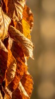 Golden autumn leaves with detailed texture and warm sunlight creating natural seasonal foliage background for fall themed designs and nature photography.
