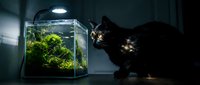 Black cat observing illuminated terrarium with lush green moss and plants in dark room, curious pet exploring miniature ecosystem setup for home decoration and nature lovers.
