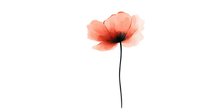 Delicate coral poppy flower with black center and long stem rendered in soft watercolor style on white background, isolated botanical illustration.