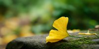 Single yellow ginkgo leaf resting on moss-covered stone surface with soft green bokeh background for autumn nature designs and seasonal concepts.