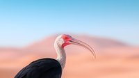 White-headed ibis against blurred desert landscape background, distinctive curved beak and black plumage contrasting with pink head feathers in soft morning light.