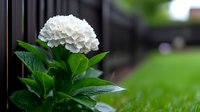 White hydrangea flower head with lush green leaves against blurred garden background, showcasing natural beauty and seasonal garden blooms in soft lighting.