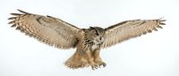 Eagle owl in flight with wings spread wide, isolated on white background, ready for design projects and educational materials.