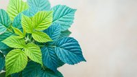 Vibrant green and blue tropical leaves with detailed texture on neutral background for natural design projects and botanical artwork.