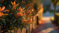 Vibrant orange flowers of Pieris japonica shrub in evening garden light, creating warm atmosphere for landscape design projects.