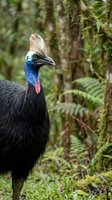 Southern cassowary bird with vibrant blue neck and casque standing in lush tropical rainforest habitat with ferns and moss-covered trees in background.