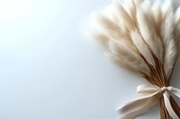 Dried pampas grass bouquet tied with silk ribbon on light background, natural boho wedding decor and floral arrangement for modern interior styling.