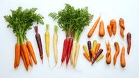 Colorful heirloom carrots collection with green tops isolated on white background. Fresh organic rainbow vegetables for healthy cooking and nutrition.