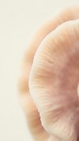 Macro close-up of human skin texture showing natural dermatology details, pores, and surface characteristics for medical, beauty, or skincare educational content.