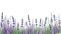 Watercolor lavender field border with purple flowers and green stems on white background for botanical design projects and natural decoration.