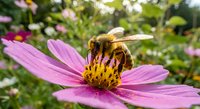 Honeybee collecting nectar from pink cosmos flower in sunny garden. Close-up macro photography showing pollination process with blurred natural background.
