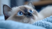 Close up portrait of Birman cat with striking blue eyes looking up while lying on soft blue blanket. Feline shows characteristic cream colored fur and dark points.
