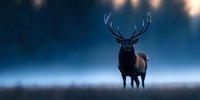 Majestic bull elk silhouette standing in misty dawn light with prominent antlers against moody blue atmospheric background, wildlife nature scene.