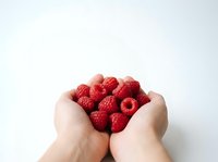 Fresh red raspberries held in cupped hands against white background, isolated fruit for food and nutrition concepts, healthy eating and organic produce themes.