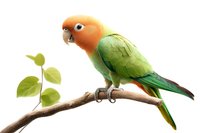 Vibrant lovebird parrot with orange head and green body perched on natural wooden branch against white background, isolated for creative design projects.