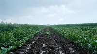 Plowed furrow through lush green corn field under cloudy sky, representing agriculture, farming, crop cultivation, and rural landscape for agricultural industry use.