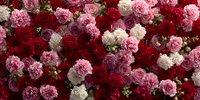 Luxurious floral wall arrangement with red roses, pink carnations and white blooms creating romantic backdrop for weddings, events and Valentine's Day celebrations.
