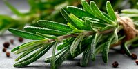 Fresh rosemary herb sprig with water droplets on green aromatic leaves against dark background with peppercorns, ideal for cooking and food photography.