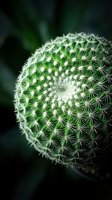 Round barrel cactus with sharp white spines in close-up macro photography against blurred green background for botanical and desert plant concepts.