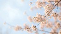 Delicate cherry blossom branches with soft pink flowers blooming against pale blue sky background creating peaceful spring atmosphere for nature designs.