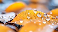 Macro shot of autumn orange leaf with morning dew drops creating natural lens effect. Water droplets reflect light on detailed leaf texture and veins.