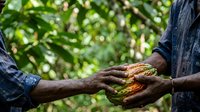 Farmer hands holding fresh cacao pod with beans during harvest in tropical plantation, agricultural work and sustainable farming practice for chocolate production.