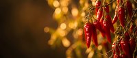 Red chili peppers hanging in bunches with warm golden bokeh lights creating festive atmosphere for culinary and harvest themes.