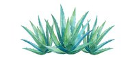 Watercolor agave plant with pointed green and teal leaves isolated on white background, suitable for botanical designs, home decor, and digital projects.