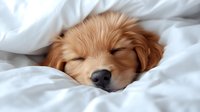 Sleeping golden retriever puppy nestled in soft white bedding, close-up view of peaceful furry face with closed eyes and relaxed expression.