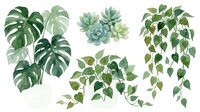 Watercolor tropical houseplants collection with monstera leaves, succulents and hanging vines isolated on white background for home decor designs.