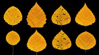 Autumn yellow birch leaves set isolated on transparent background, ready for T-shirt design, stickers, clipart, sublimation, and print on demand projects.
